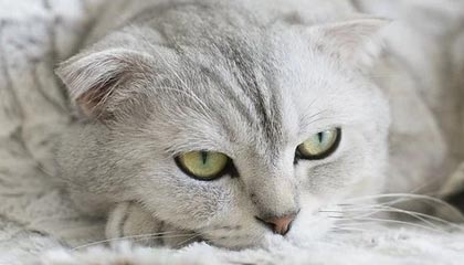 九游娱乐APP-自动驾驶科技加入F1赛场引发热议，自动驾驶大赛第一名